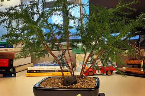 Bonsai Plant At Google Office
